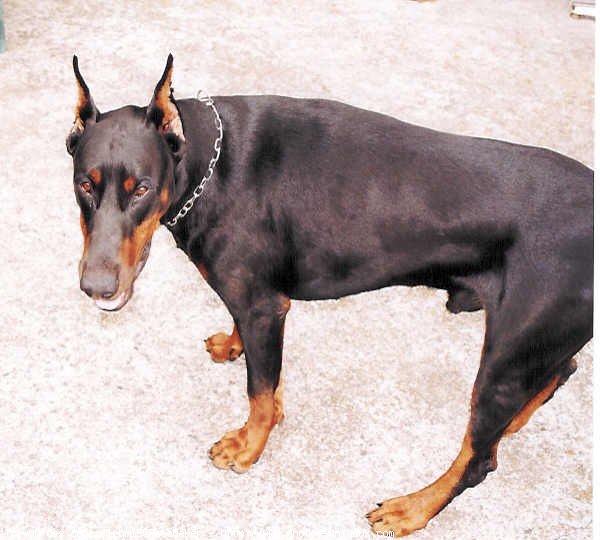 Photo de Dobermann