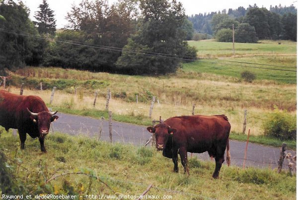 Photo de Vache