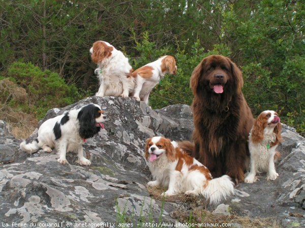 Photo de Races diffrentes