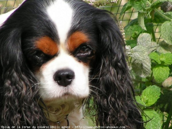 Photo de Cavalier king charles spaniel