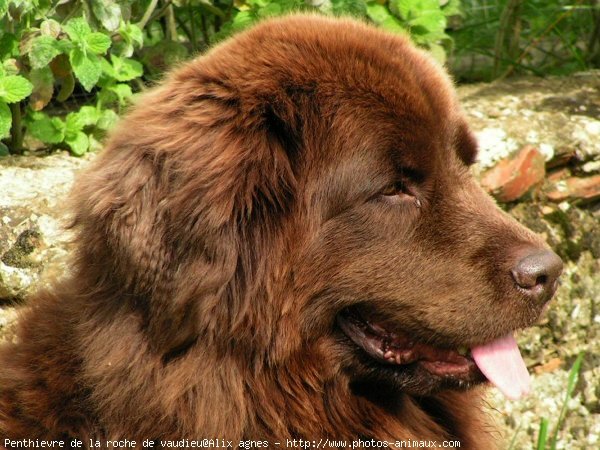 Photo de Chien de terre-neuve