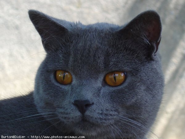 Photo de Chartreux