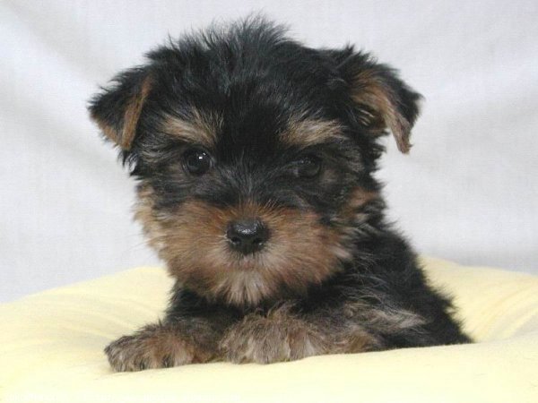 Photo de Yorkshire terrier