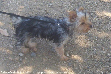 Photo de Yorkshire terrier