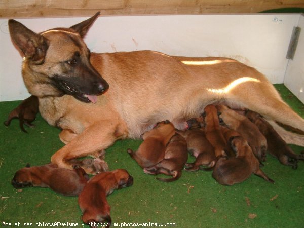 Photo de Berger belge malinois