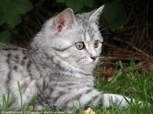 Photo de British shorthair