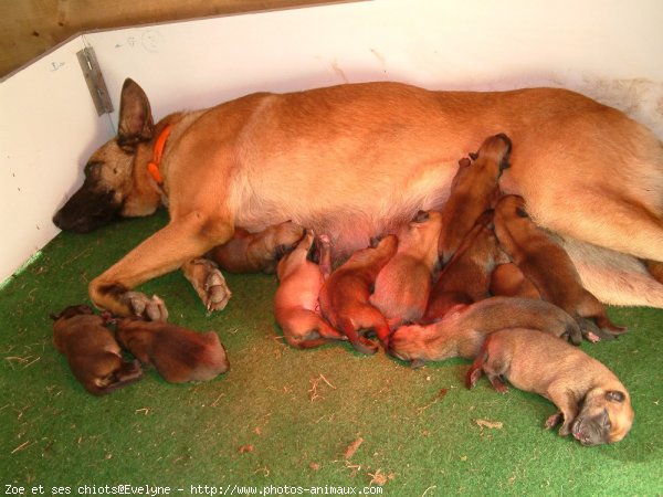 Photo de Berger belge malinois