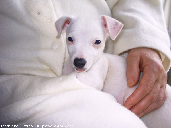 Photo de Jack russell terrier