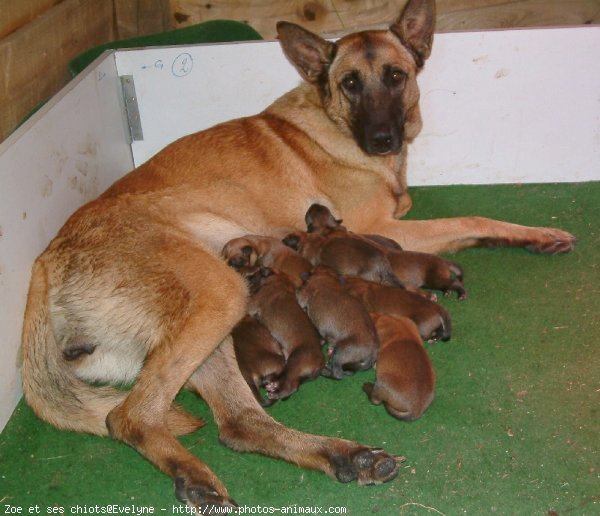 Photo de Berger belge malinois