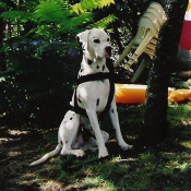 Photo de Dalmatien