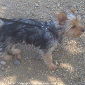 Photo de Yorkshire terrier