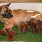 Photo de Berger belge malinois