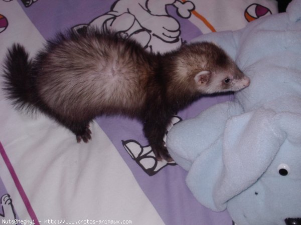 Photo de Furet