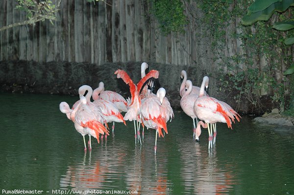 Photo de Flamand rose