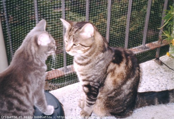 Photo de Chat domestique