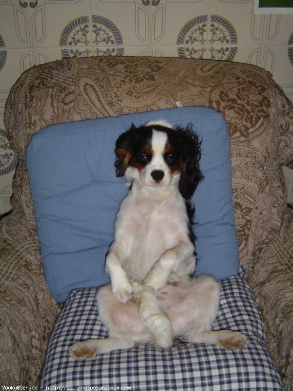 Photo de Cavalier king charles spaniel