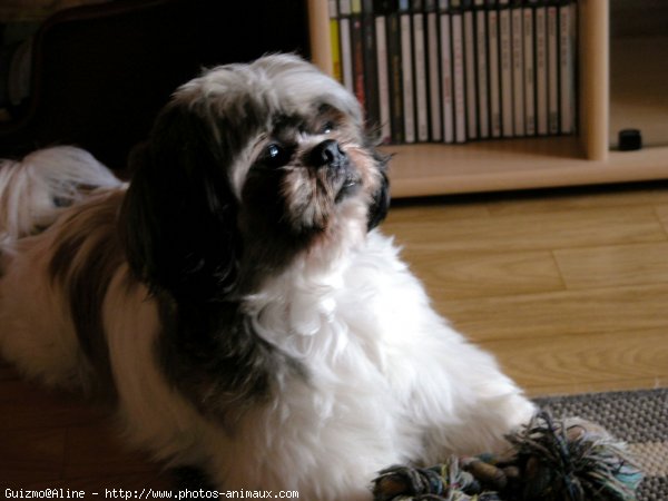 Photo de Shih tzu