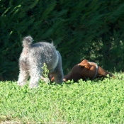 Photo de Races diffrentes