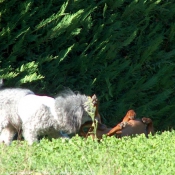 Photo de Races diffrentes