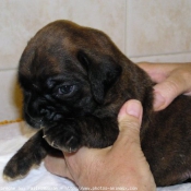 Photo de Boxer