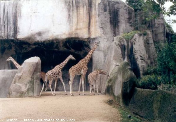 Photo de Girafe