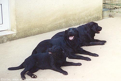 Photo de Labrador retriever