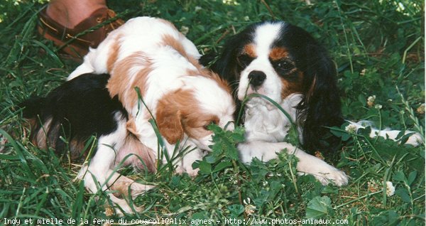 Photo de Cavalier king charles spaniel