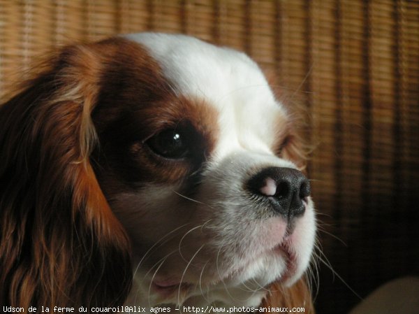 Photo de Cavalier king charles spaniel