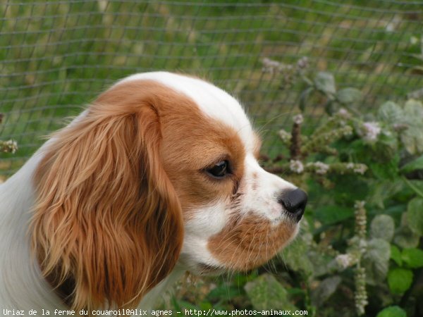 Photo de Cavalier king charles spaniel