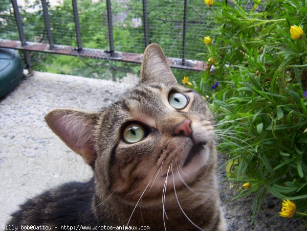 Photo de Chat domestique