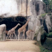 Photo de Girafe