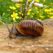 Photo d'Escargot