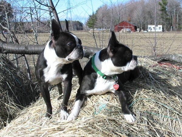 Photo de Boston terrier