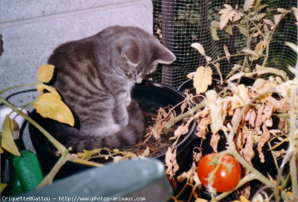 Photo de Chat domestique