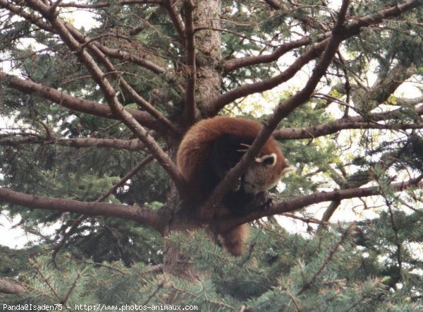 Photo de Panda roux