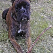 Photo de Boxer