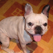 Photo de Bouledogue franais