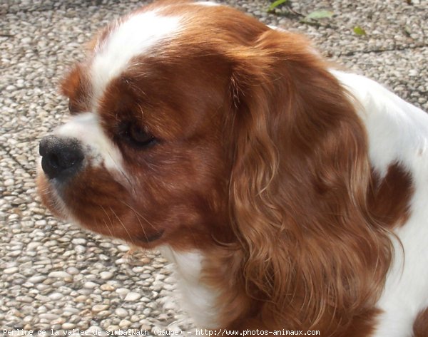 Photo de Cavalier king charles spaniel