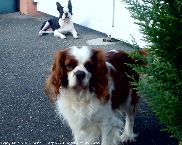 Photo de Cavalier king charles spaniel