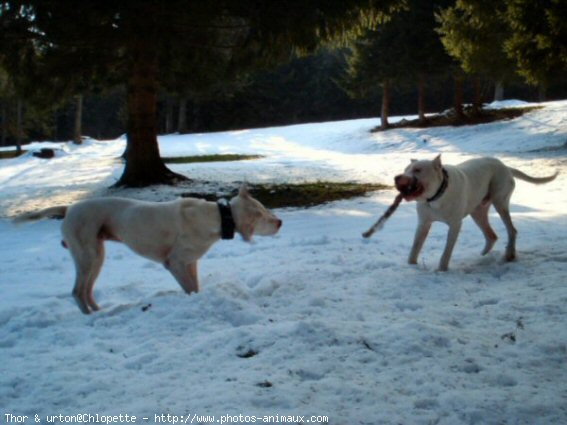 Photo de Dogue argentin