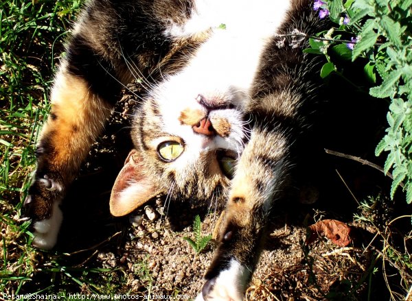 Photo de Chat domestique