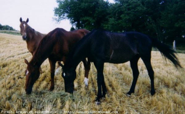 Photo de Races diffrentes