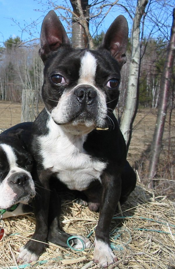 Photo de Boston terrier