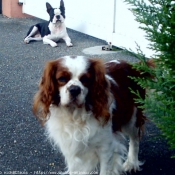 Photo de Cavalier king charles spaniel