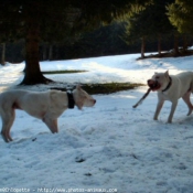 Photo de Dogue argentin