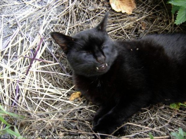 Photo de Chat domestique