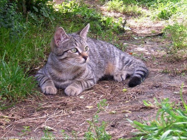 Photo de Chat domestique