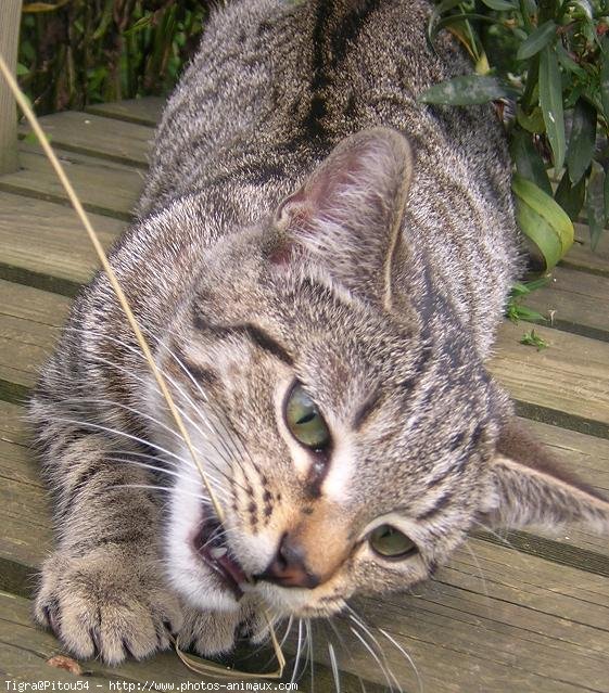 Photo de Chat domestique