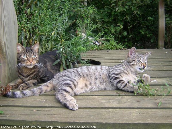 Photo de Chat domestique