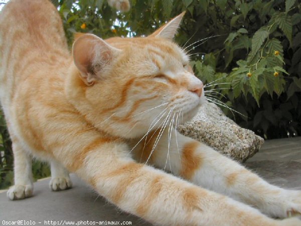 Photo de Chat domestique